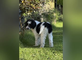 Bezaubernde Königspudel Welpen, Großpudel, Harlekin, Pudel, Videos