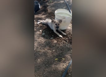 Mimi - Kokoni mix sucht ihr Glück