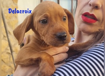 Delacroix 11/2022 (ESP) - verspielter, liebevoller und sportlicher Jagdhund-Mix Junghund!