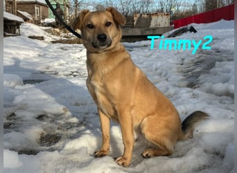 Timmy2 geb. 03/2023 - verspielter, aktiver und fröhlicher junger Rüde!