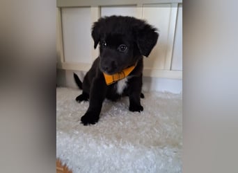 Auszug..Aussiedor F1 Familien und Therapiehund Labrador x Australien Shepherd