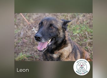 Leon: Malinois-Fans aufgepasst!