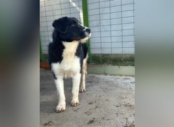 Brandy, 22.09.2024 geboren sucht sein Plätzchen