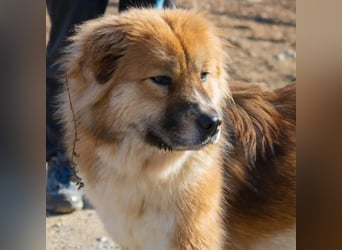 chloe eine Flauschige 5 Jährige Hundin, sucht ihr Traumzuhause