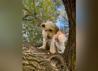 Goldendoodle - Welpen [Double-Doodle]