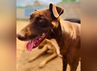 Shadow1 10/2021 (ESP) - liebevoller und sozialer Labrador-Podenco-Mix, ein treuer Menschenfreund!