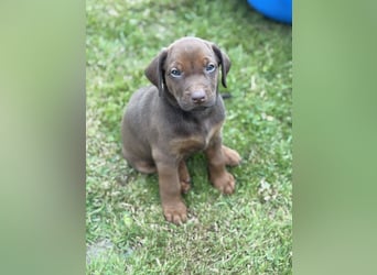 Rhodesian Ridgeback Welpen mit Papieren -Livernose-