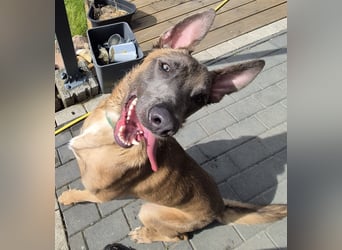Blue sucht einen Neustart
