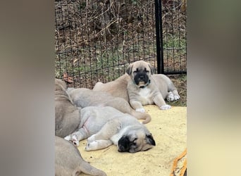 Kangal-Welpen suchen liebevolles Zuhause