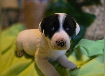Thelma – Die fröhliche Entdeckerin sucht ihr Für-Immer-Zuhause!