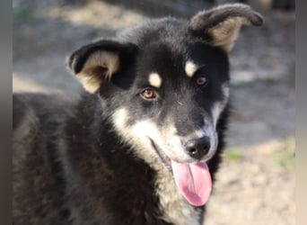 Husky-Mix-Rüde ♥Khan♥ fit, freundlich + klug