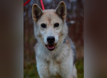 Puca sucht ihr Zuhause ❤️