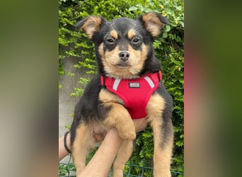 Kira - Kleine Hundedame mit großen Augen sucht ihr Zuhause!
