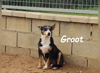 Groot 11/2018 (ESP) - sozialer und feinfühliger, kleiner Podenco-Mix!
