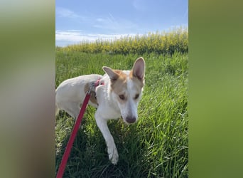 LEEBA - Ein Herz auf vier Pfoten sucht ihr Zuhause Zuhause oder Pflegestelle zum 06.09.2025 gesucht!