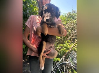 Bruno, geboren 03.2025, 36cm sucht seine Chance