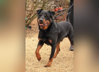 Duke VA - Großer Schmuser auf der Suche nach einem Zuhause
