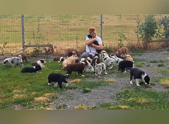 Border Collie-Welpen , black-,choco-,red-white und red-,black-merle
