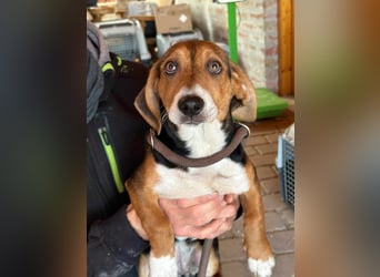 Nelly, geboren 25.12.2024, 29cm sucht ihre Menschen