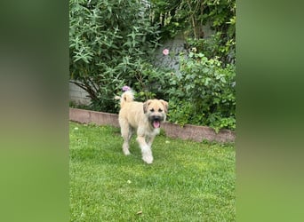 ♥STRUPPI♥ neu auf Pflegestelle bei Köln - sehr hübscher, ganz lieber Junghund 49 cm