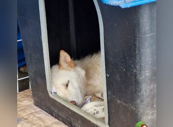 freundliche weiße kleinere Hundedame geb.22, 15,3 kg möchte Deine Begleiterin werden