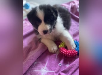 Supersüsse Australian Shepherd Welpen