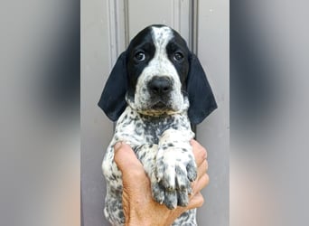 Braque d'Auvergne (Auvergne Vorstehhund) Welpe