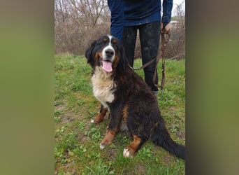 FRIDA - die freundliche, verspielte Hündin mag Menschen + Artgenossen und sucht ein neues Zuhause