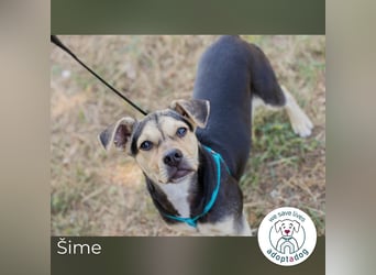 Šime: Hundekind sucht ein Zuhause