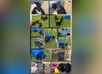 Riesenschnauzer schwarz Welpen des A-Wurf's am 02.07.25 gefallen