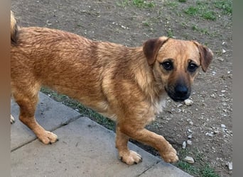 ♥ROSI♥ neu auf Pflegestelle bei Köln - ganz liebe, etwas zurückhaltende kleine Hündin 30cm