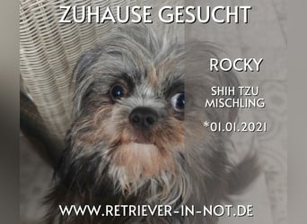 Rocky Shih Tzu Mischling sucht liebevolles Zuhause