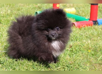 Zwergspitz Pomeranian Welpen in verschiedenen Farben mit Papieren