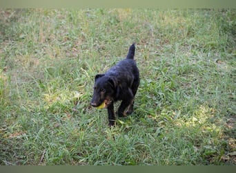 Chip 231920: Sucht ein Zuhause