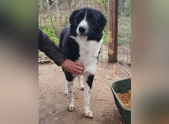 ♥JASMIN♥ ab Mitte Juli auf PS bei Köln - sehr liebe, aufgeschlossene Hündin mit plüschigem Fell 56cm