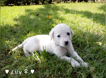 Biscuit, Casper, Pearl, Lily und Dove  suchen ihre Familie ab Oktober