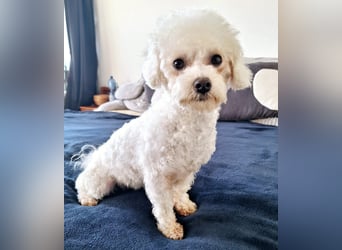 Bichon Frise Weibchen knapp 2 Jahre alt mit Stammbaum