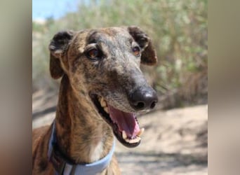 ARTISTA-Charakterstarker Galgo mit Herz und Haltung