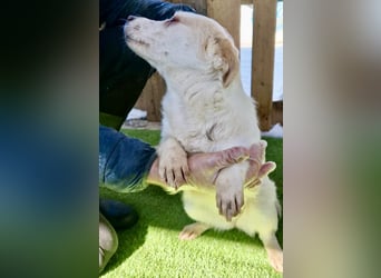 Carlotta - goldiges Hundekind