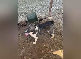 ♥NINCHEN♥ sehr zutrauliche Husky-Mix-Junghündin, die an uns Menschen sehr interessiert ist 44 cm