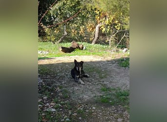 LOBITO