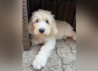 Abgabebereite Goldendoodle & Labradoodle Labrador+Golden+Retriever+Pudel Welpen