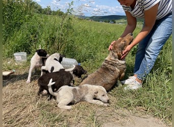 VANISHA sucht ein Zuhause
