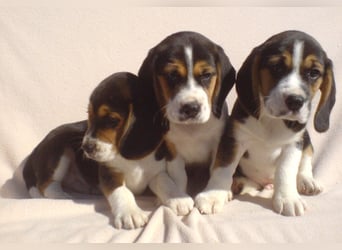 Beagle Welpen Tricolor