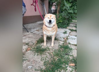Vöröske PP – Shiba-Dame sucht liebevolles Zuhause