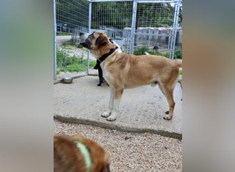 Ruhiger und gelassener Junghund WILLY (2 Jahre) sucht eine Familie