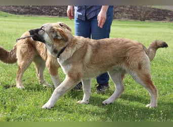 Hübscher Rufus sucht ein Zuhause