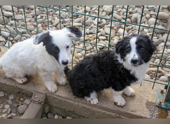 Pfiffige PUPIN - neugierig, gechillt und verschmust