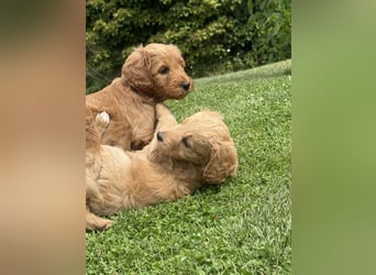 Aussiedoodle / Aussiepoo  F1b