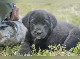 Aussiedor ( Australian Shepherd x Labrador) Welpen suchen neues Zuhause